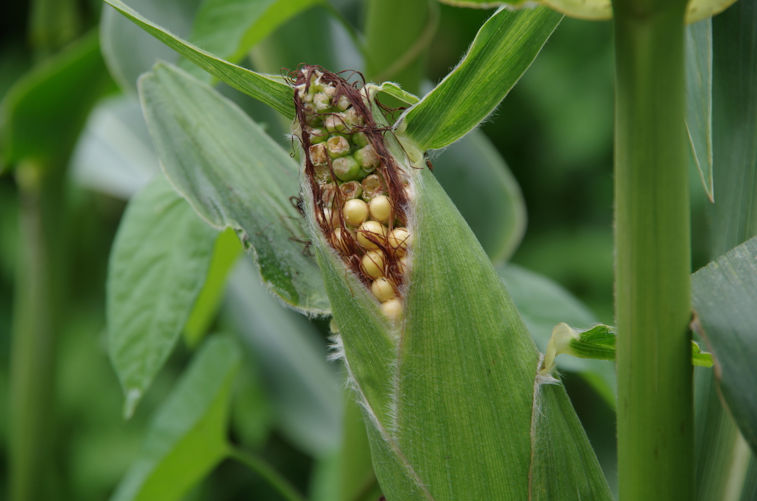 Agriculture